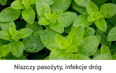 Chociaż oregano znane jest przede wszystkim jako zioło nadające smak pizzy i potrawom śródziemnomorskim, jest ono również dyskretnym, ale niezwykłym sprzymierzeńcem w dbaniu o zdrowie.