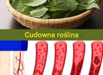 Liść, który obniża cukrzycę, ciśnienie krwi, eliminuje bóle ciała, obniża poziom cholesterolu i poprawia krążenie krwi