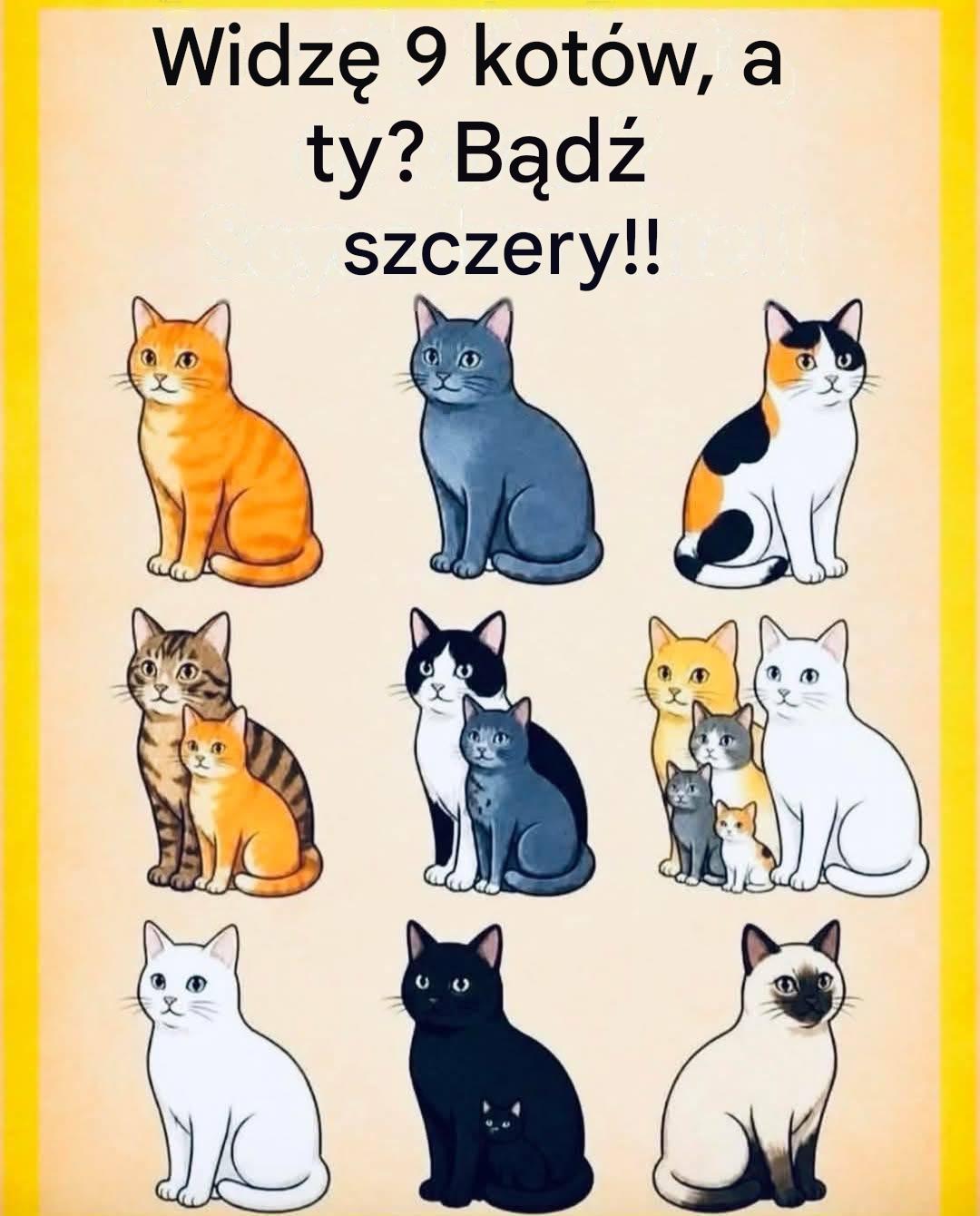 Łączone czaty avez-vous vus? 🐱👀