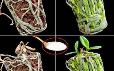 Wystarczy łyżka, a wysuszona orchidea wypełni doniczkę nowymi, zielonymi korzeniami: