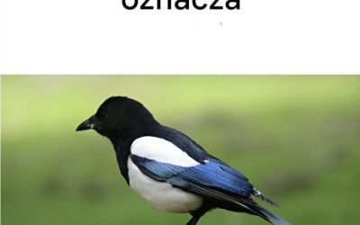 Zobaczyć srokę w pobliżu domu: oto jej znaczenie…