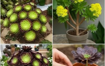 Aeonium: Królowa Dramatu, Która Nienawidzi Suszy!