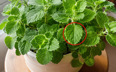 Tylko 1 liść oregano dziennie i nie będziesz już cierpieć