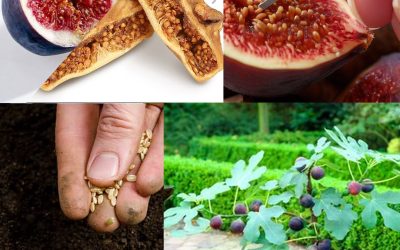 Jak wyhodować drzewo figowe ze świeżych fig: prosta i naturalna metoda