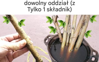 Technika ukorzeniania dowolnej gałęzi (tylko z 1 składnikiem)