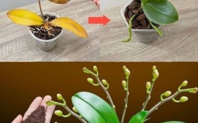 Wystarczy łyżeczka, a nagle orchidea cudownie zakwitnie mnóstwem kwiatów.