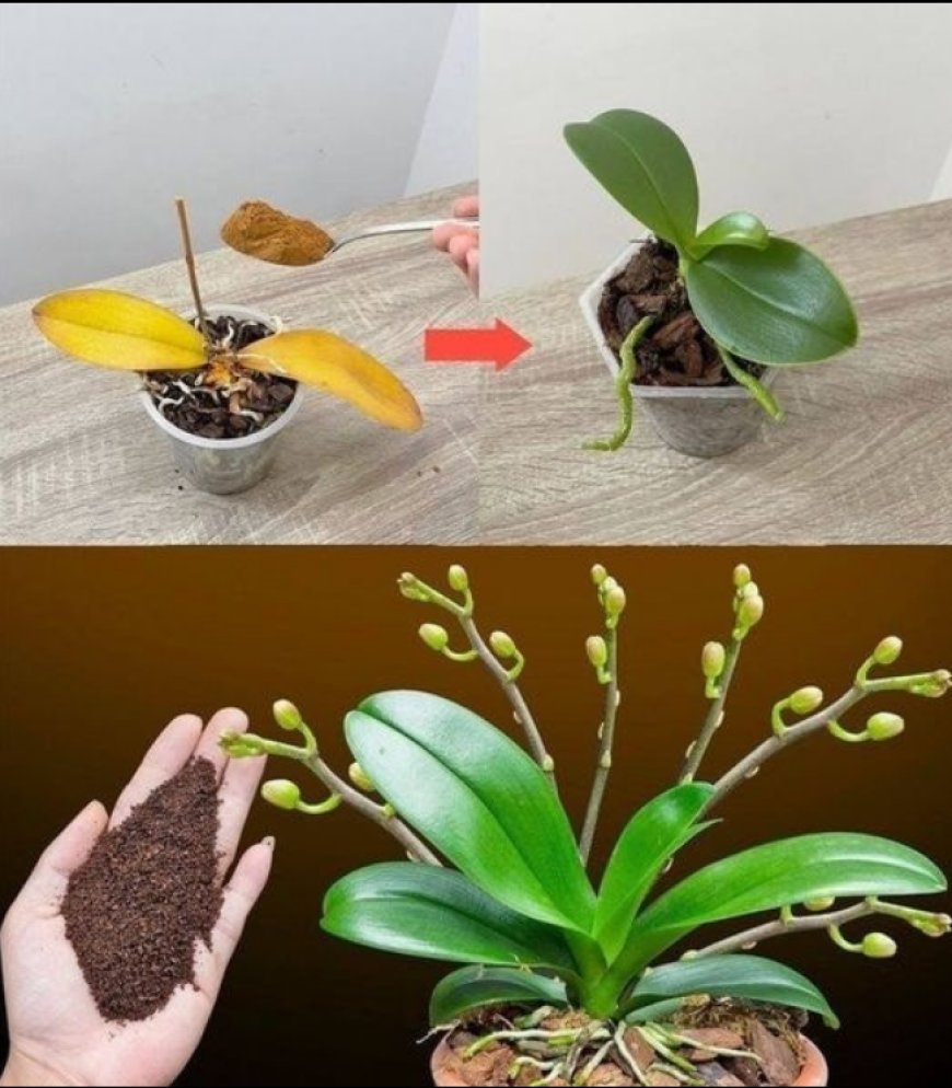 Wystarczy łyżeczka, a nagle orchidea cudownie zakwitnie mnóstwem kwiatów.