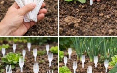 Plastikowe widełki w ogrodzie warzywnym: robią to wszyscy ogrodnicy – ​​powód jest genialny.