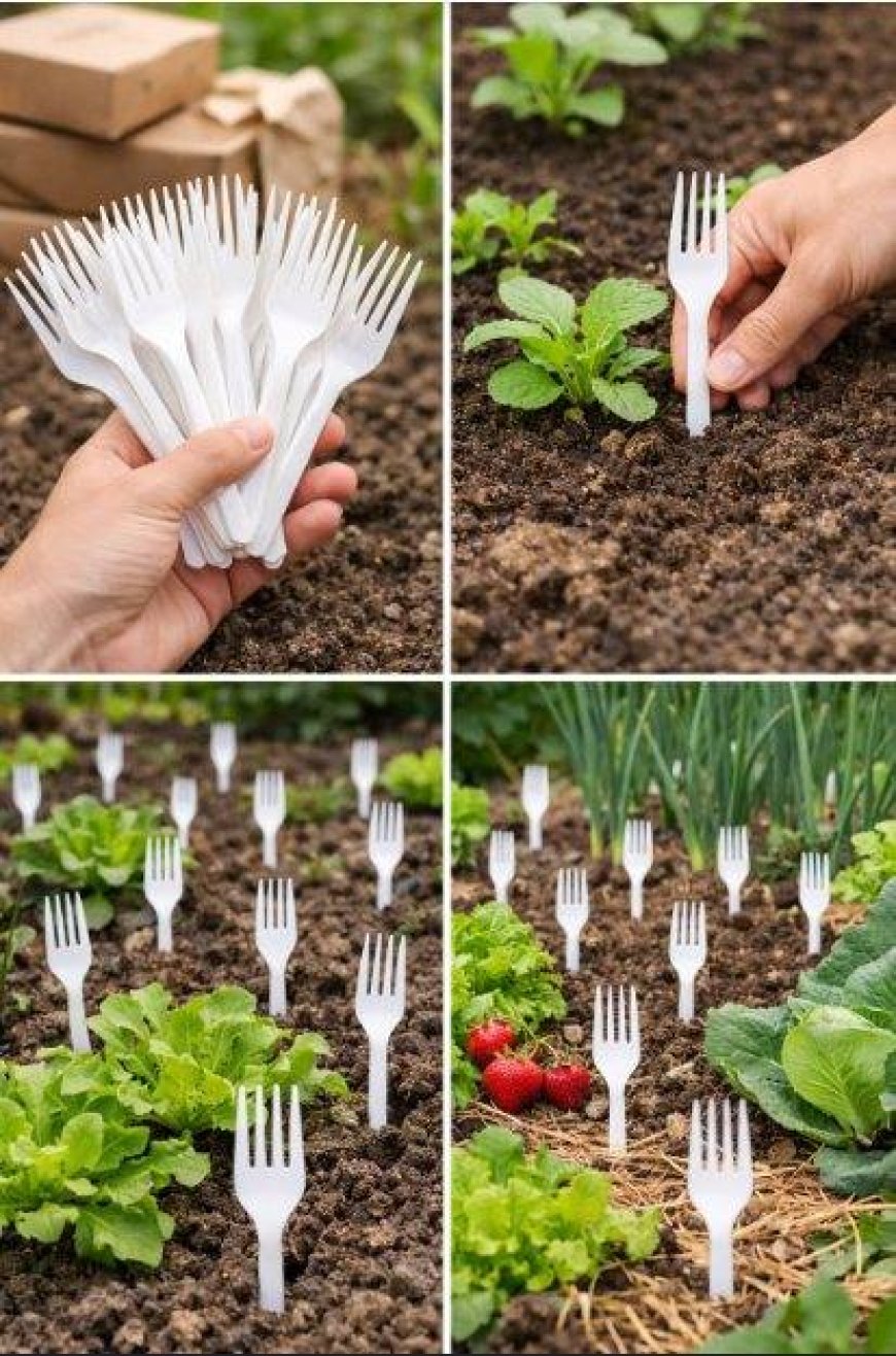 Plastikowe widełki w ogrodzie warzywnym: robią to wszyscy ogrodnicy – ​​powód jest genialny.